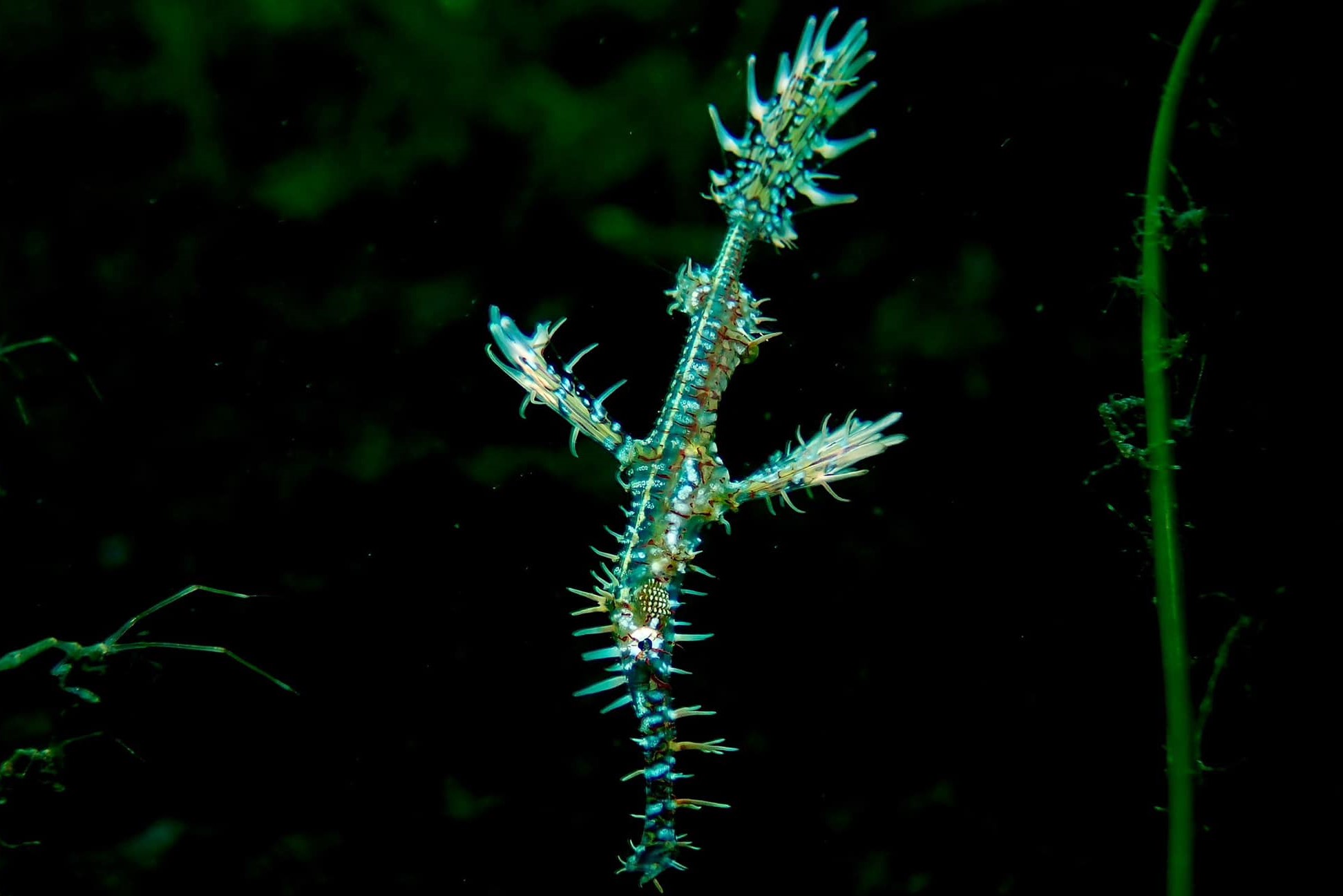 Ornate Ghost Pipefish (<i>Solenostomus paradoxus</i>)